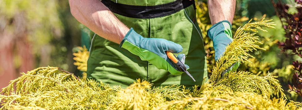 Om beskäring av häck, Barmark.